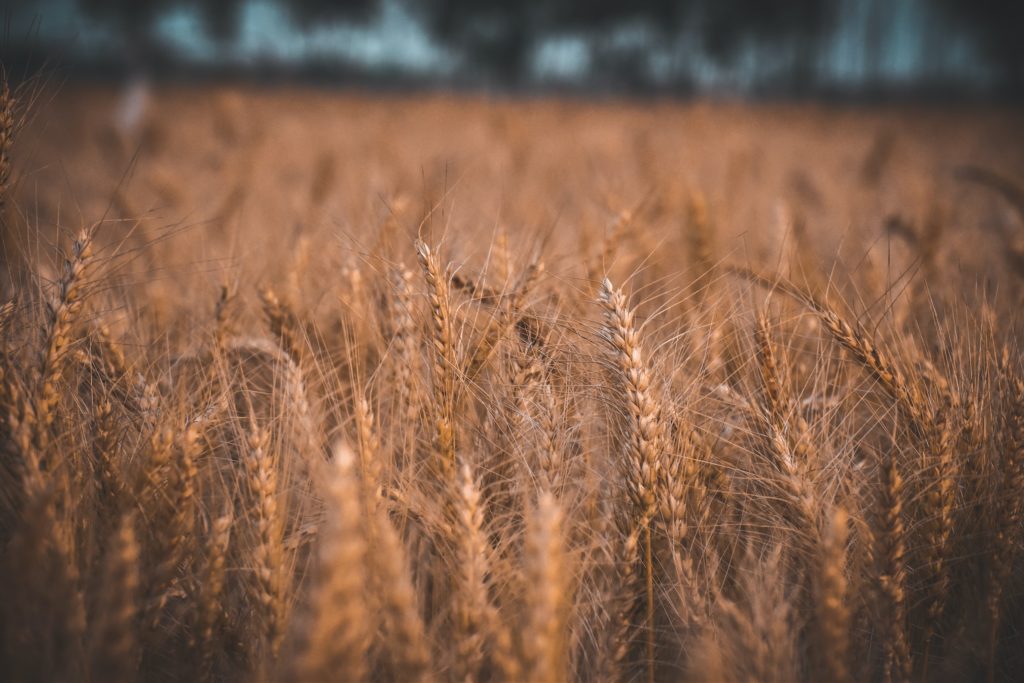 brown wheat in selective-focus photography